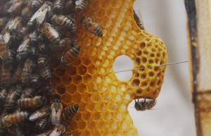 bee-4682097_1920