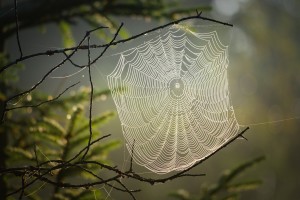 cobweb-4439844_1920