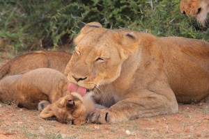 Leonessa con i suoi cuccioli