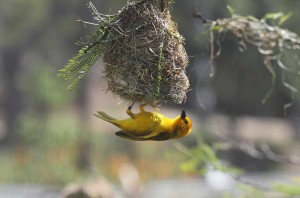 Closeup shot of a beautiful small yellow bird under its nest on a blurred background