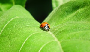 ladybug - coccinella su foglia